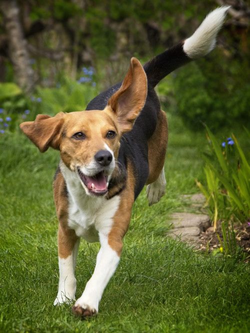 Forti beagle enjoying running through garden