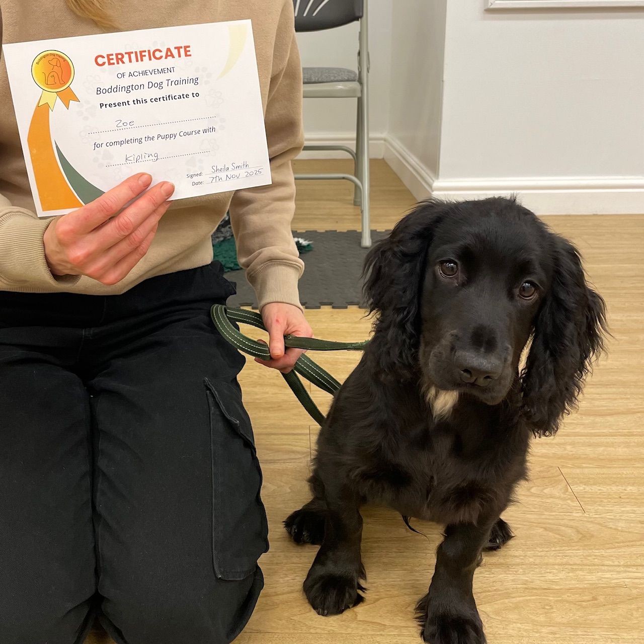 Working cocker spaniel